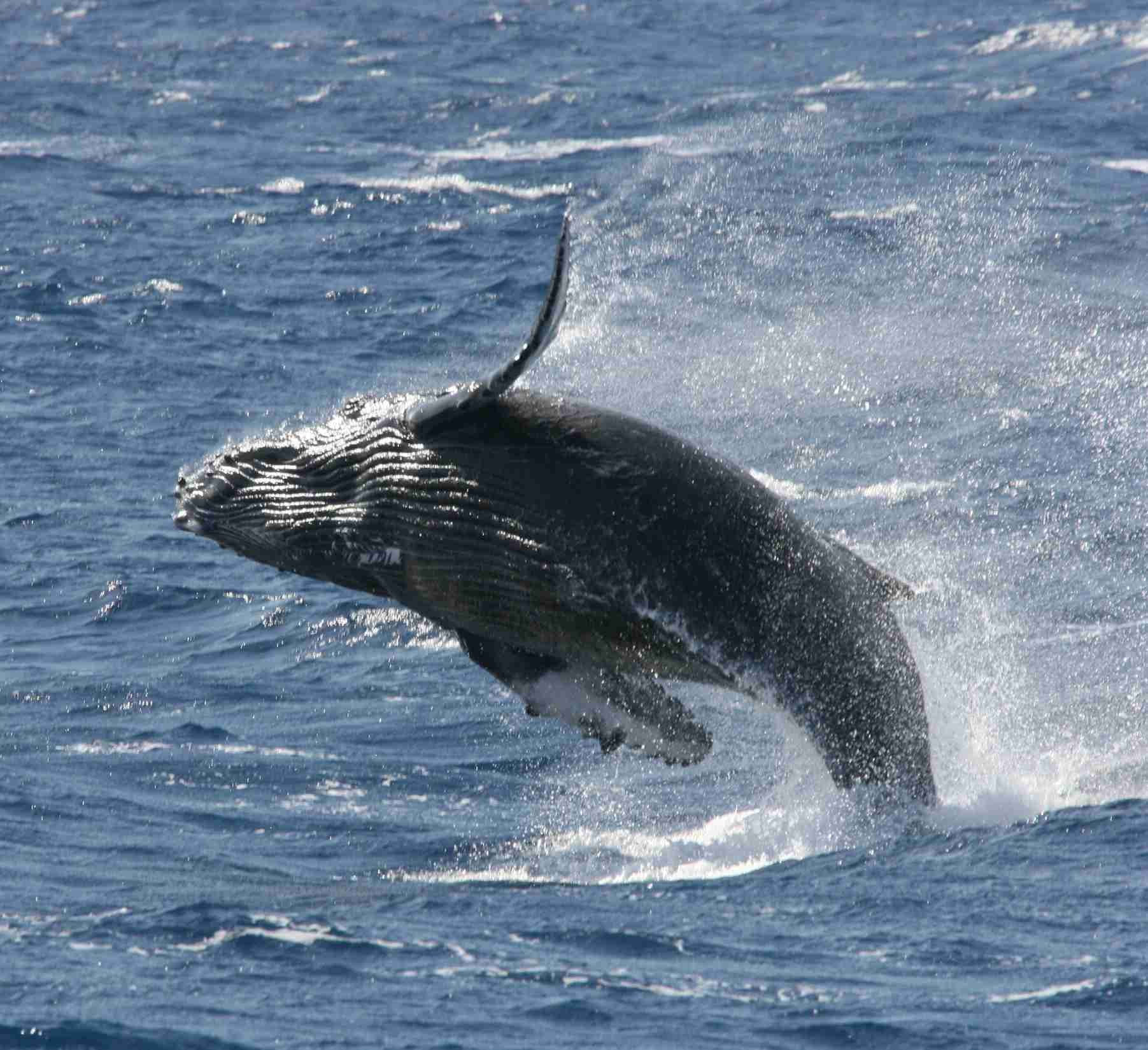 Breaching Humpback Whale